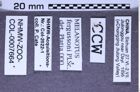 Etikette zu Melanotus fergussoni (Platia & Schimmel, 2001) (NHMW-ZOO-COL-0007664)